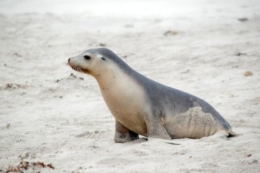 Bu, Seal Bay sahilinde yürüyen bir deniz aslanının yan görüntüsü.