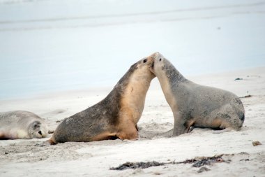 İki deniz aslanı kumsalda savaşıyor.