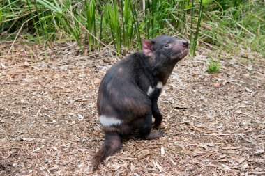 Tazmanya canavarı koku için havayı kokluyor.