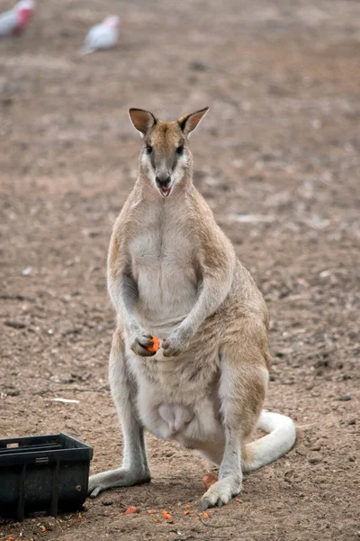 Wallaby Ágil Está Comendo Uma Cenoura — Fotografia de Stock