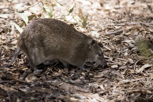 Southern Brown Bandicoot Medium Sized Ground Dwelling Sumsupial Long Tapering — стоковое фото