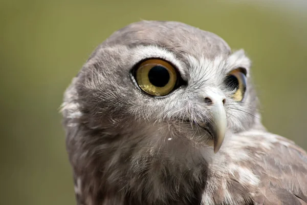 Close Barking Owl Looking Out Preditors — 스톡 사진