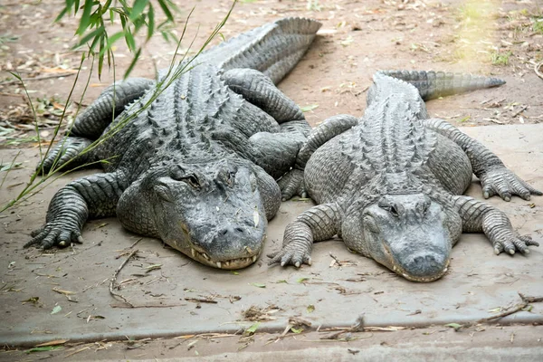 Les Alligators Ont Long Museau Arrondi Qui Des Narines Orientées — Photo