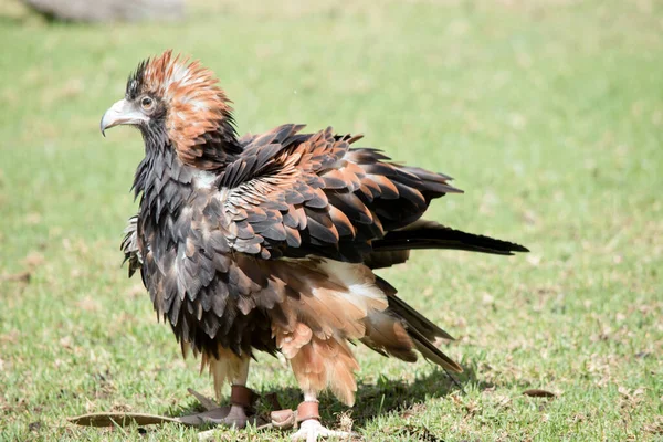 Black Breasted Buzzard Mottled Brown Black Feathers Brown Feathers Back — Stock fotografie