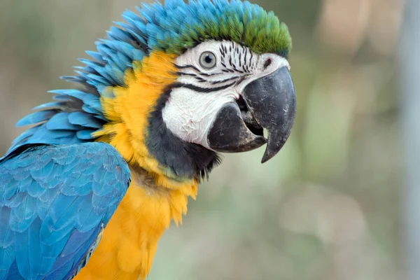 Este Close Uma Arara Azul Dourada — Fotografia de Stock