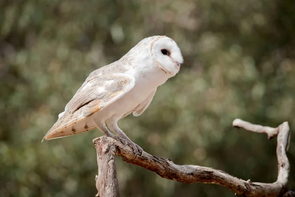 Barn Owl Perch Alert Danger — Stock fotografie