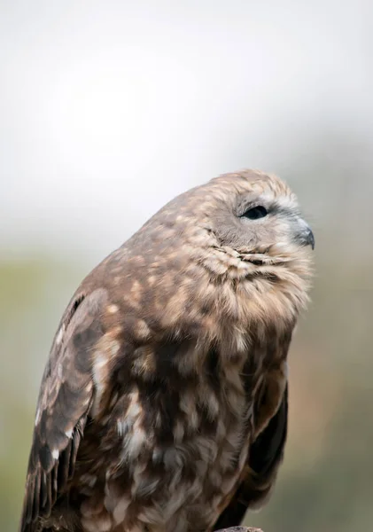 Boobook Owl Brown White Feathers Black Eyes — Stock Photo, Image