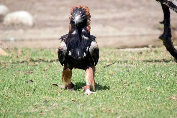 Black Breated Buzzard Walking Grass — Stock fotografie