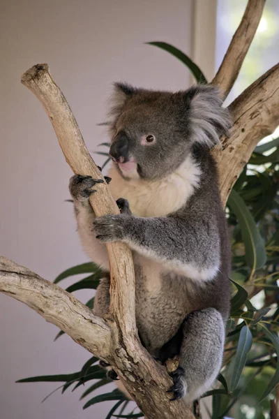 コアラは白と灰色でふわふわの耳と鋭い爪を持つ人工的な木で — ストック写真