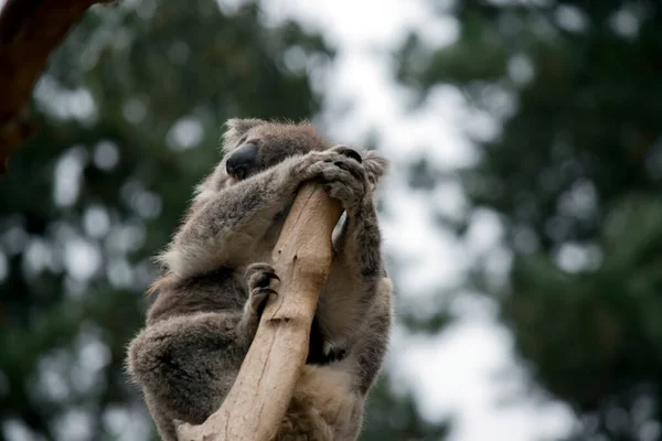 Koala Duży Nos Wygięte Oczy Białe Puszyste Uszy Ostre Pazury — Zdjęcie stockowe