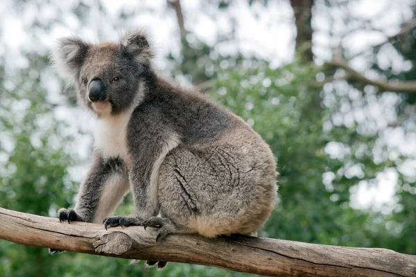 Koala Többnyire Szürke Fehér Mellkassal Bolyhos Fehér Fülekkel Rózsaszín Alsó — Stock Fotó
