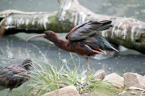 Glossy Ibis Stretching Flapping Its Wings — Stock Photo, Image