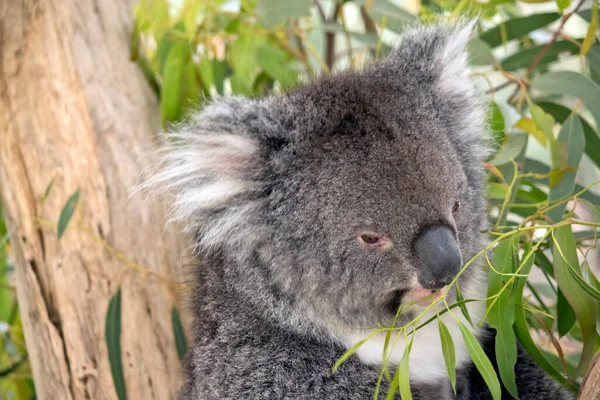 Koala Jest Szaro Białym Torbaczem — Zdjęcie stockowe