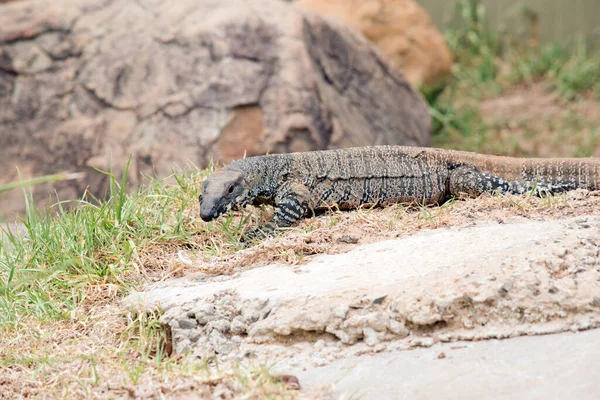 레이스 모니터 트리고아 Tree Goanna 오스트레일리아 동부에 서식하는 도마뱀의 일종이다 — 스톡 사진