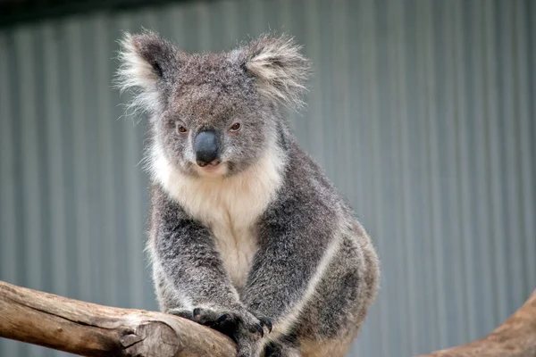 the koala has a big black nose, pink bottom lip and a grey face with white fluffy ears