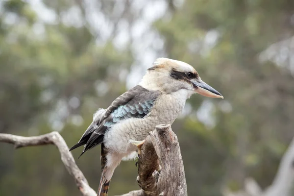 Kookaburra Riant Est Brun Blanc Bleu Oiseau Avec Fort Appel — Photo