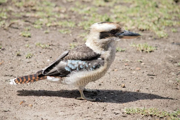 Side View Laughing Kookaburra Ground — Stock Photo, Image