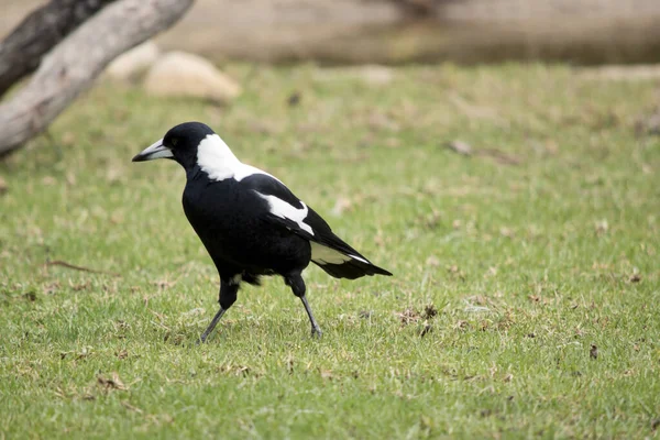 Magpie Looking Bugs Eat Grass — Stock fotografie