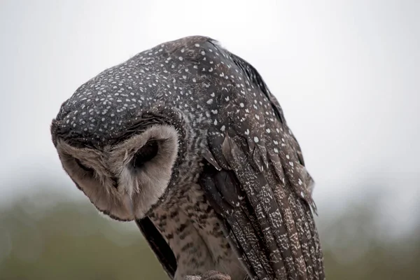 Lesser Sooty Owl Can Eat Mice Rats Night — Foto de Stock