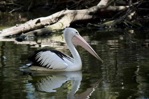 Der Australische Pelikan Schwimmt Einem See — Stockfoto