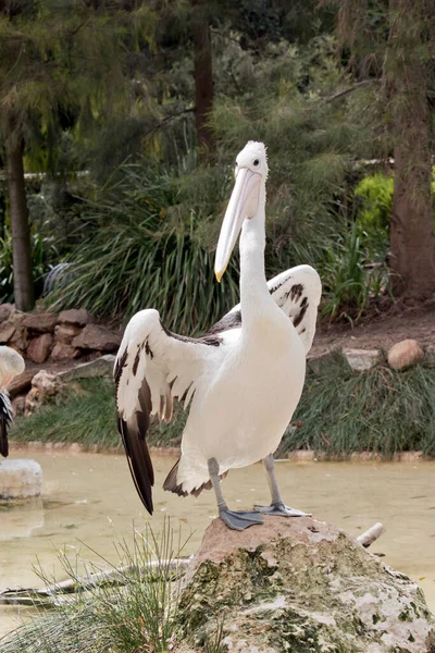 Der Australische Pelikan Steht Auf Einem Kleinen Hügel — Stockfoto