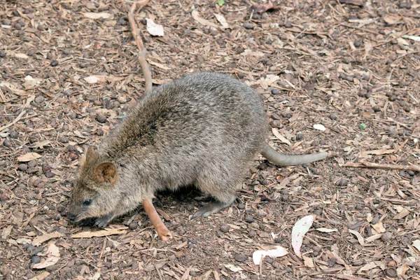 Quokka Looking Food All Grass Has Dried — Stock Photo, Image