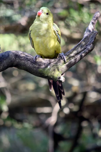 Female Regent Parrot Has Lime Green Body Orange Beak — Stock Photo, Image
