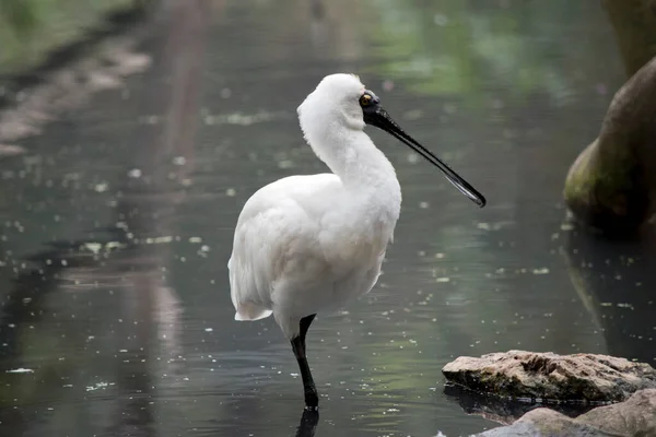 Royal Spoonbill Tall Bird White Body Black Legs Bill Shape —  Fotos de Stock