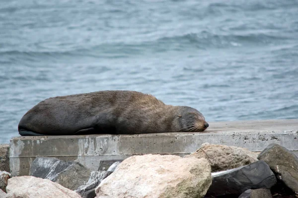 Selo Pele Está Descansando Cais — Fotografia de Stock