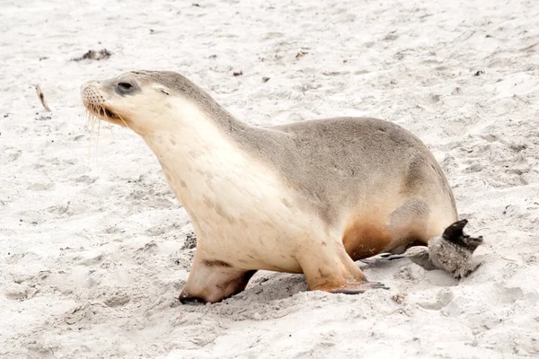 Der Seelöwenwelpe Wartet Strand Darauf Dass Seine Mutter Mit Futter — Stockfoto