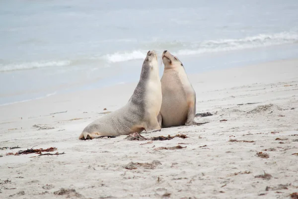 两只海狮在海豹湾的沙滩上 — 图库照片