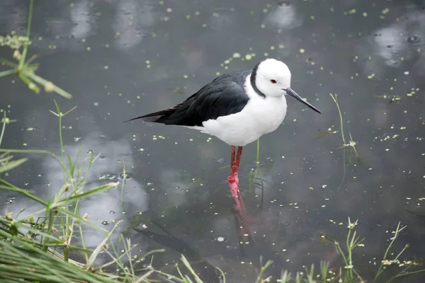 the black winged stilt is walking in water looking for food