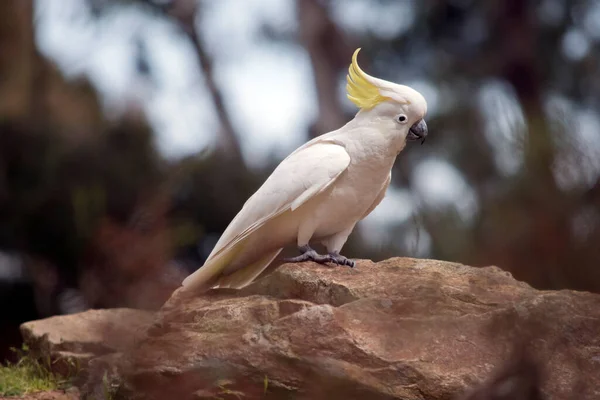 Cacatúa Cresta Azufre Pájaro Blanco Está Posado Sobre Una Roca — Foto de Stock