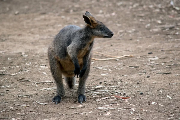 Swamp Wallaby Looking Food — Stock Photo, Image