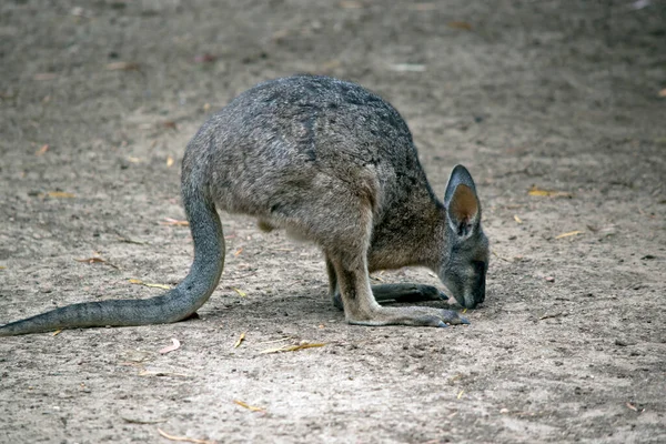 Esta Una Vista Lateral Tammar Wallaby — Foto de Stock