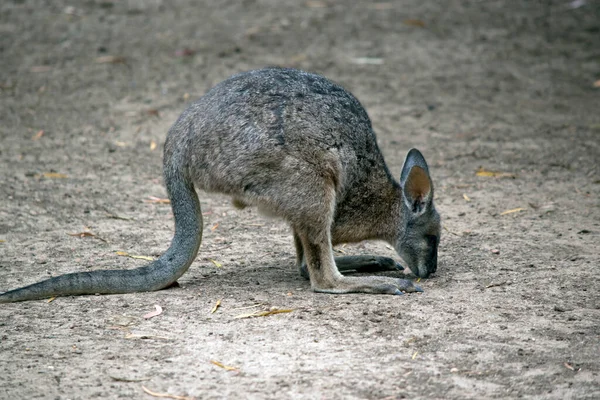 Egy Erzsebet Wallaby Oldalnézetből — Stock Fotó