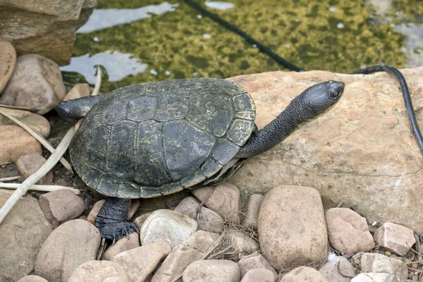Turtle Grey Green Turtle Has Hard Shell — Fotografia de Stock