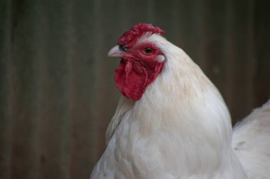 Bu, kırmızı taraklı beyaz bir tavuğun yan görüntüsü.