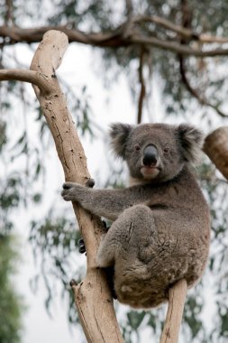 the koala is a grey and white marsupial with white fluffy ears and a big black nose