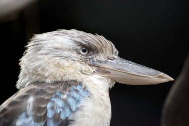 Bu bir mavi kanatlı ahmak yan görünümüdür