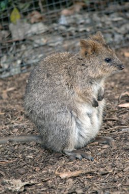 Tatlı kuokka arka ayakları üzerinde duruyor.