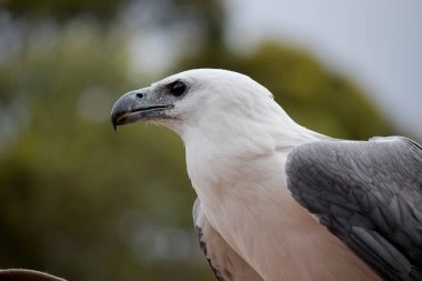 this is a side view of a white bellied sea eagle