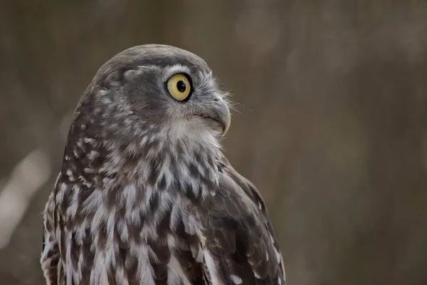 the barking owl has large bright yellow eye surrounded by a black line. his upperparts are brown coarsely spotted white