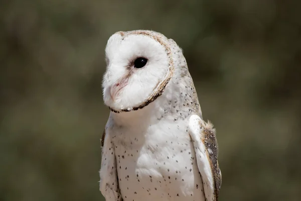 Barn Owl Has Heart Shaped White Head White Body Brown — Stock Photo, Image