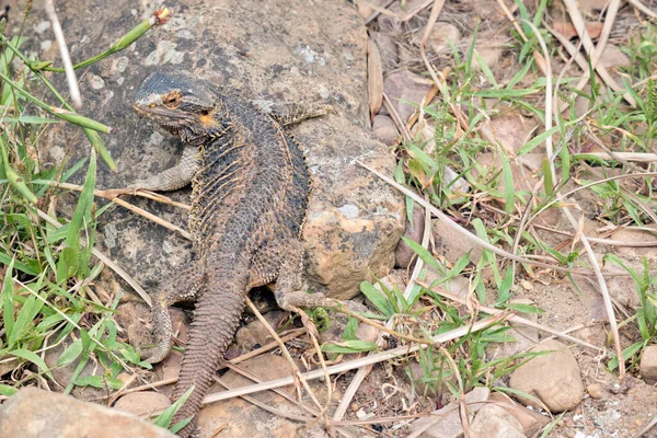 Bebaarde Draak Grijs Zwart Een Oranje Tan Heeft Spikes Lopen — Stockfoto