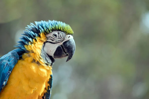 Blauwgele Ara Ook Bekend Als Blauwgouden Ara Een Grote Zuid — Stockfoto