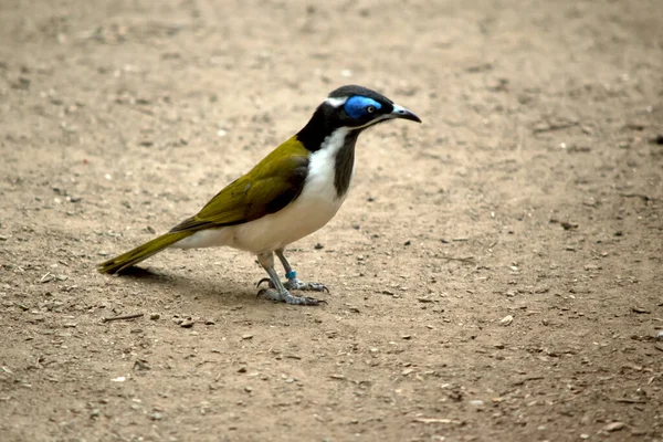 Side View Blue Faced Honeyeater — Fotografia de Stock