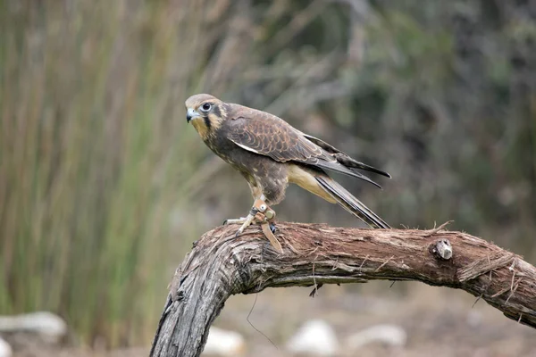 Der Braune Falke Hockt Auf Einem Ast — Stockfoto