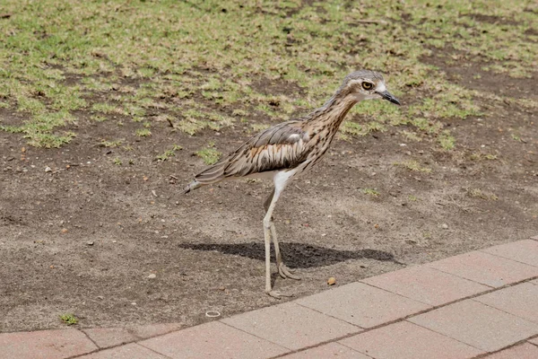 Bush Stone Curlew Bush Thick Knee Large Slim Mainly Nocturnal — Stok fotoğraf