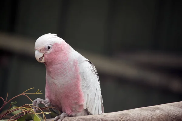 这只Galah是一只粉色和白色的鸟 — 图库照片